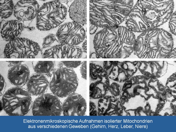 Isolierte Mitochondrien aus Gehirn, Herz, Leber und Niere